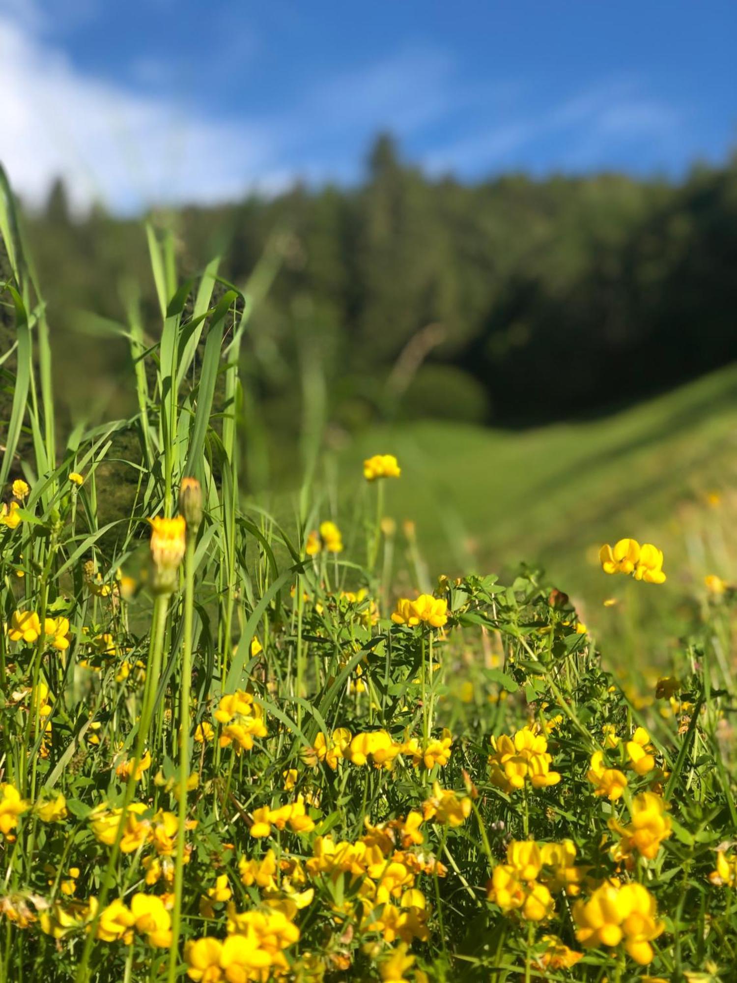 Thalerhof Lägenhet San Lorenzo di Sebato Exteriör bild