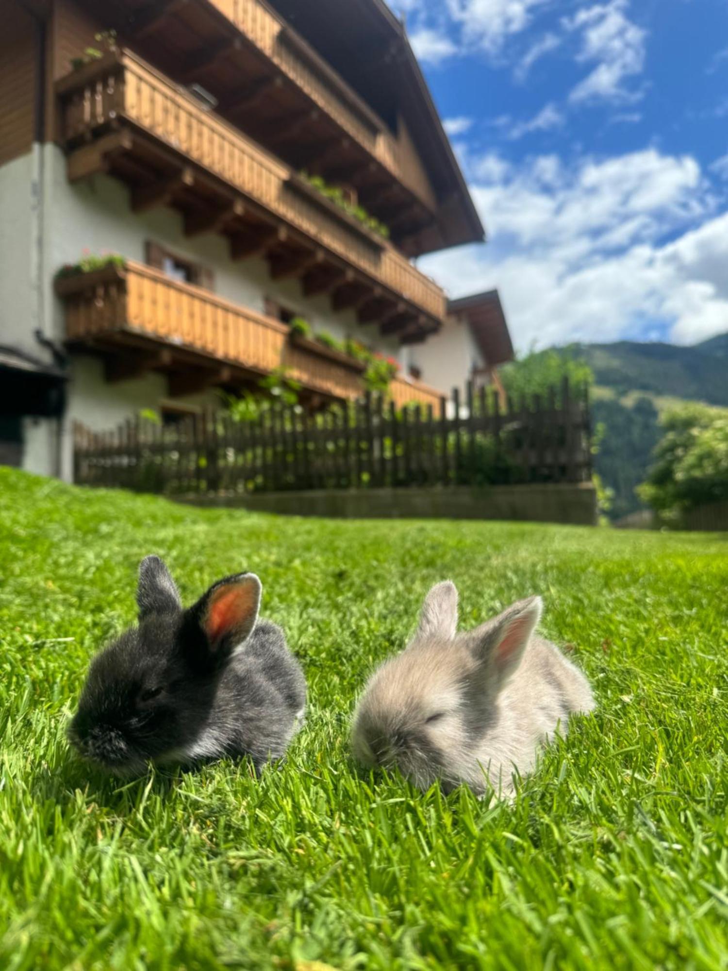 Thalerhof Lägenhet San Lorenzo di Sebato Exteriör bild